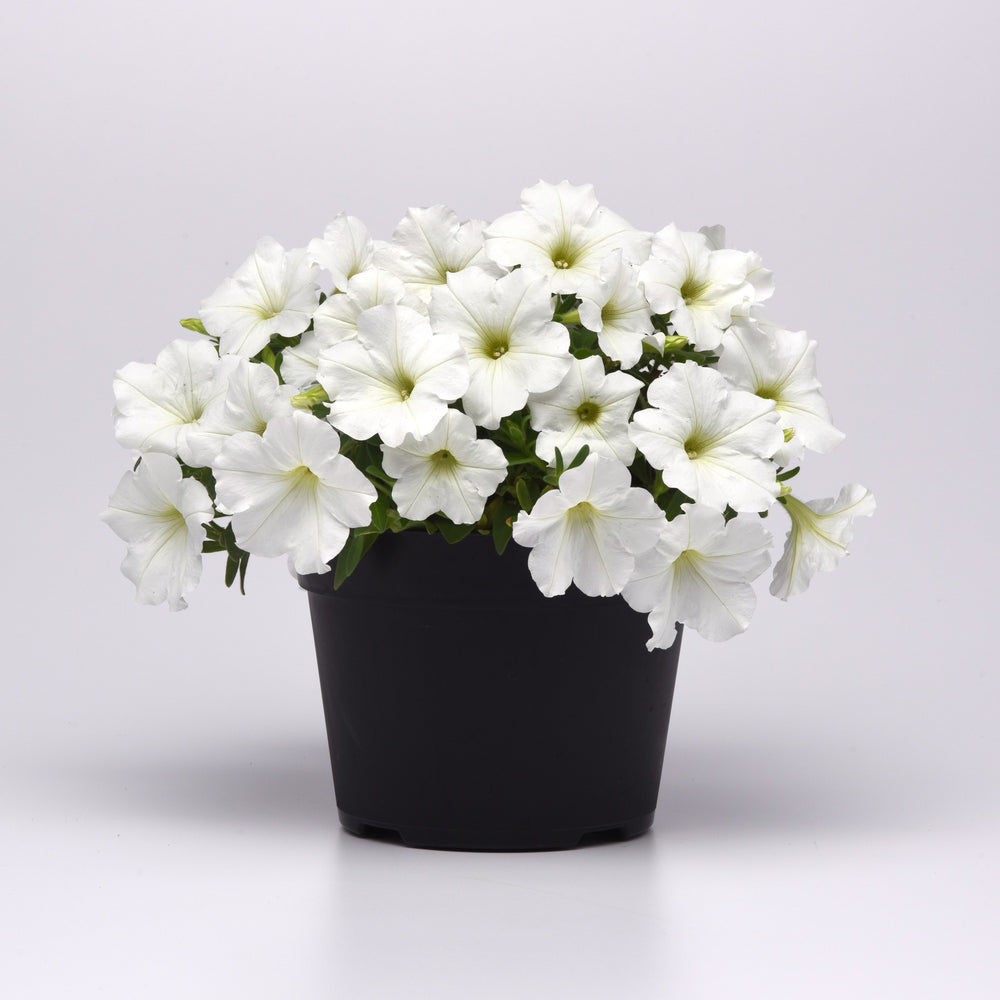Petunia hybrid 'Balcannite’ ~ Cannonball™ White Petunia-ServeScape