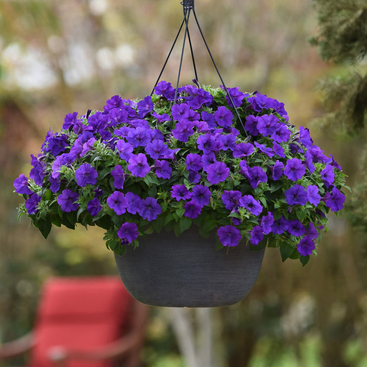 Petunia x 'Balcushlu' ~ ColorRush™ Blue Petunia-ServeScape