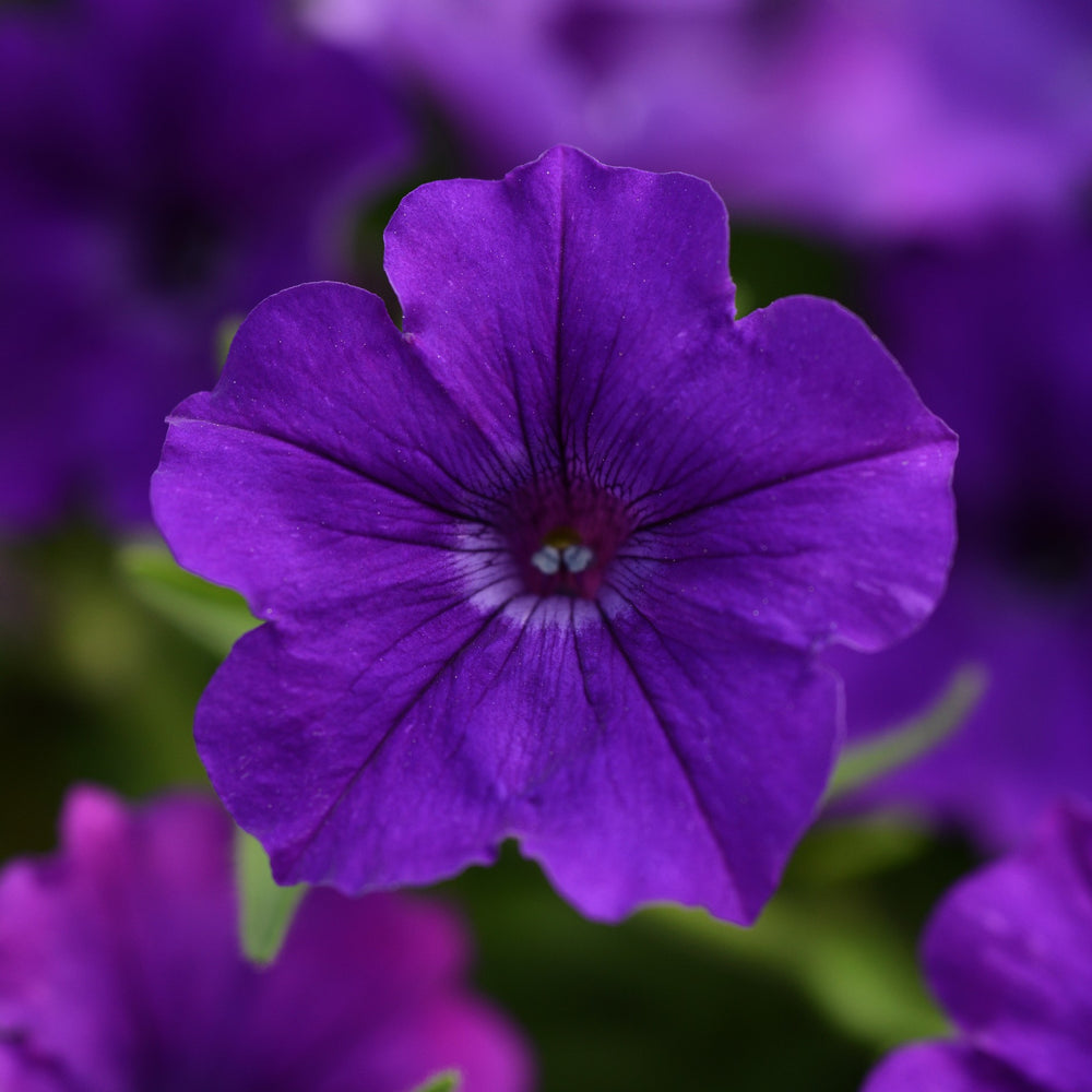 Petunia x 'Balcushlu' ~ ColorRush™ Blue Petunia-ServeScape