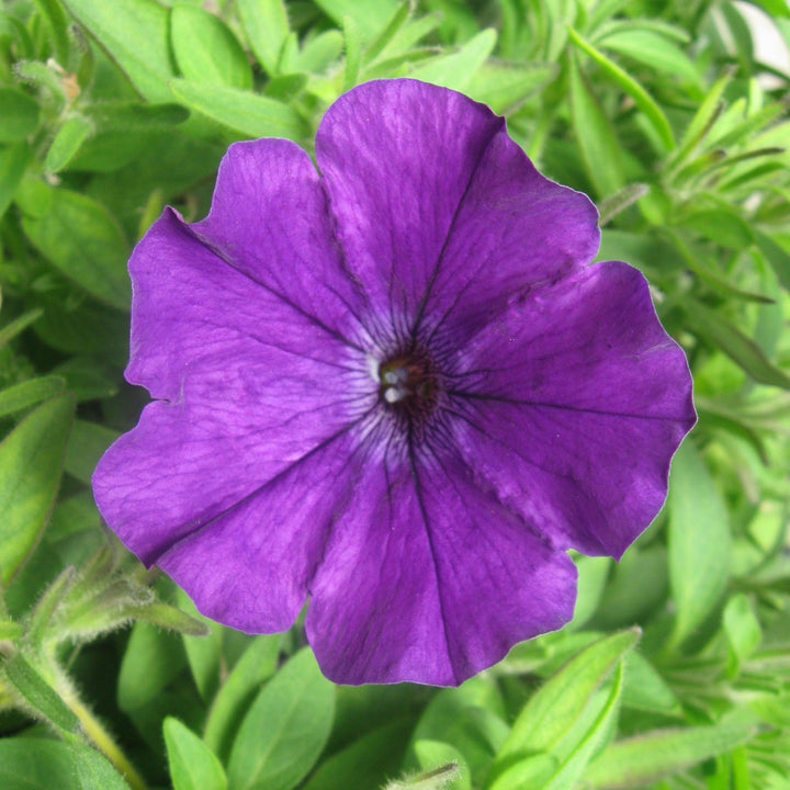 Petunia x 'Balcushlu' ~ ColorRush™ Blue Petunia-ServeScape