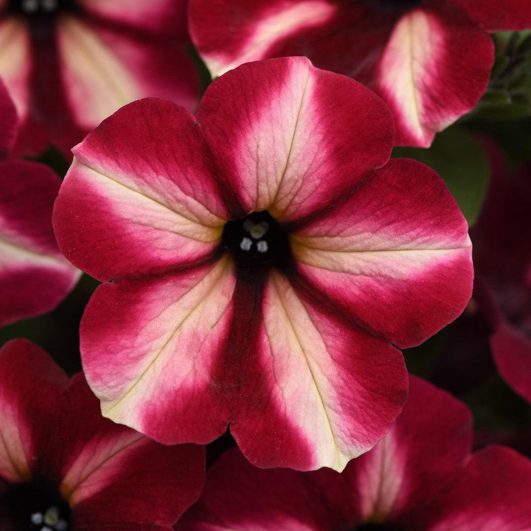 Petunia x 'Balcushmesim' ~ ColorRush™ Merlot Star Petunia-ServeScape