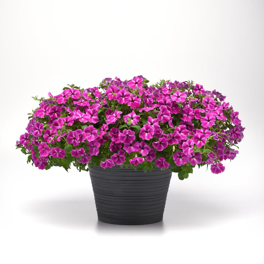 Petunia x 'Balcushinar' ~ ColorRush™ Pink Star Petunia-ServeScape