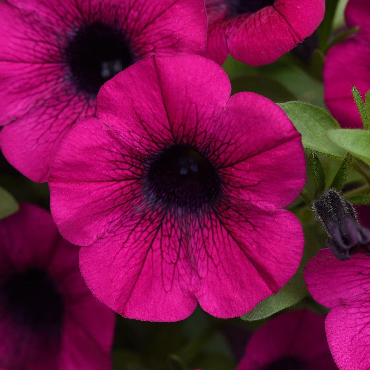 Petunia x 'Balcushurp' ~ ColorRush™ Purple Petunia-ServeScape