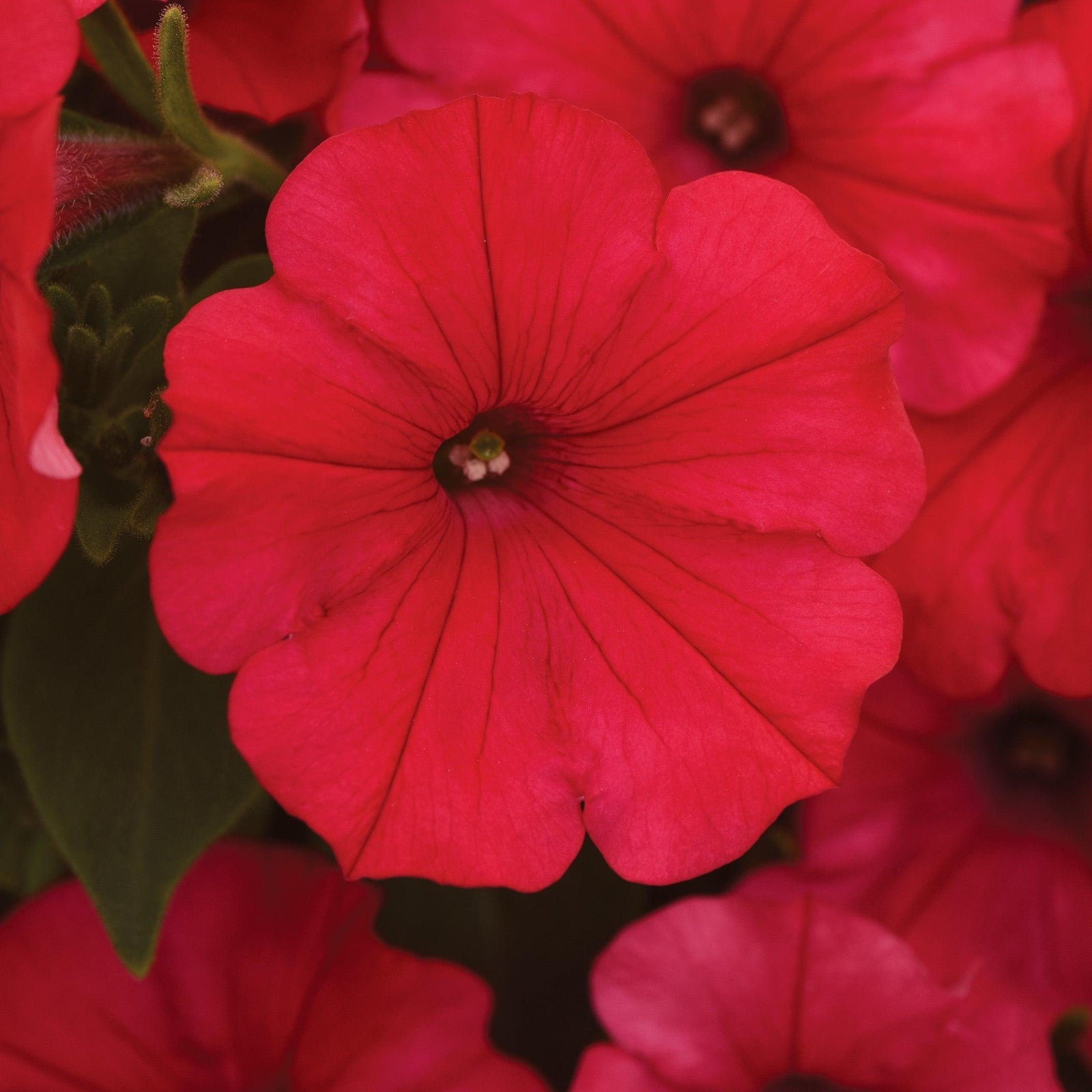 Petunia x 'Balcushware' ~ ColorRush™ Watermelon Red Petunia-ServeScape