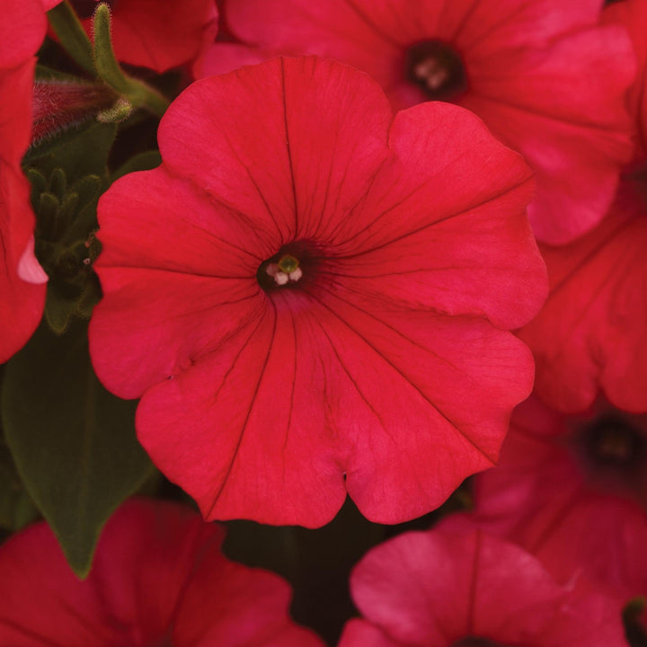 Petunia x 'Balcushware' ~ ColorRush™ Watermelon Red Petunia-ServeScape