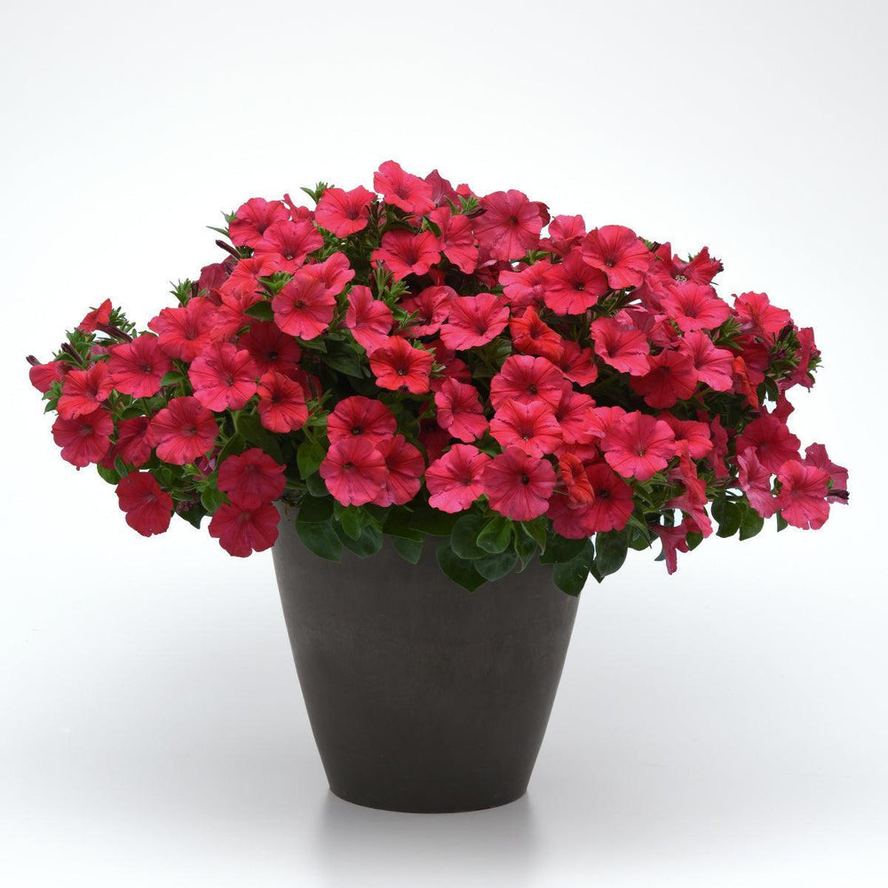 Petunia x 'Balcushware' ~ ColorRush™ Watermelon Red Petunia-ServeScape