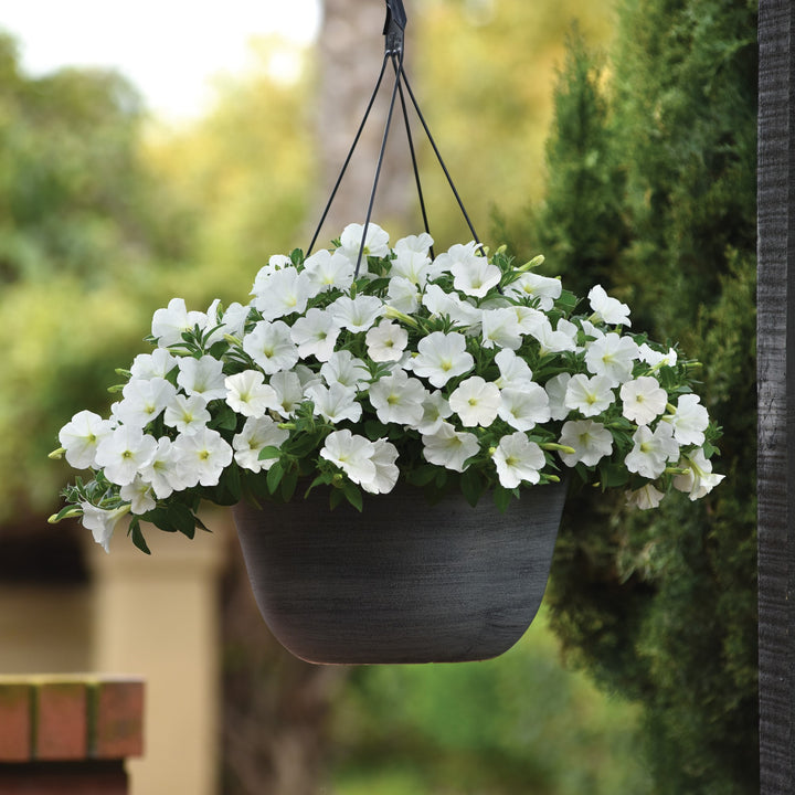 Petunia x 'Balcushite' ~ ColorRush™ White Petunia-ServeScape
