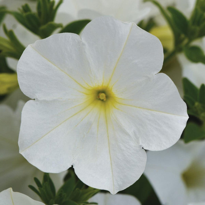 Petunia x 'Balcushite' ~ ColorRush™ White Petunia-ServeScape