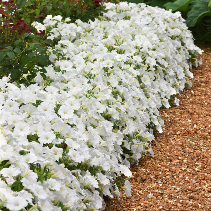 Petunia x 'Balcushite' ~ ColorRush™ White Petunia-ServeScape