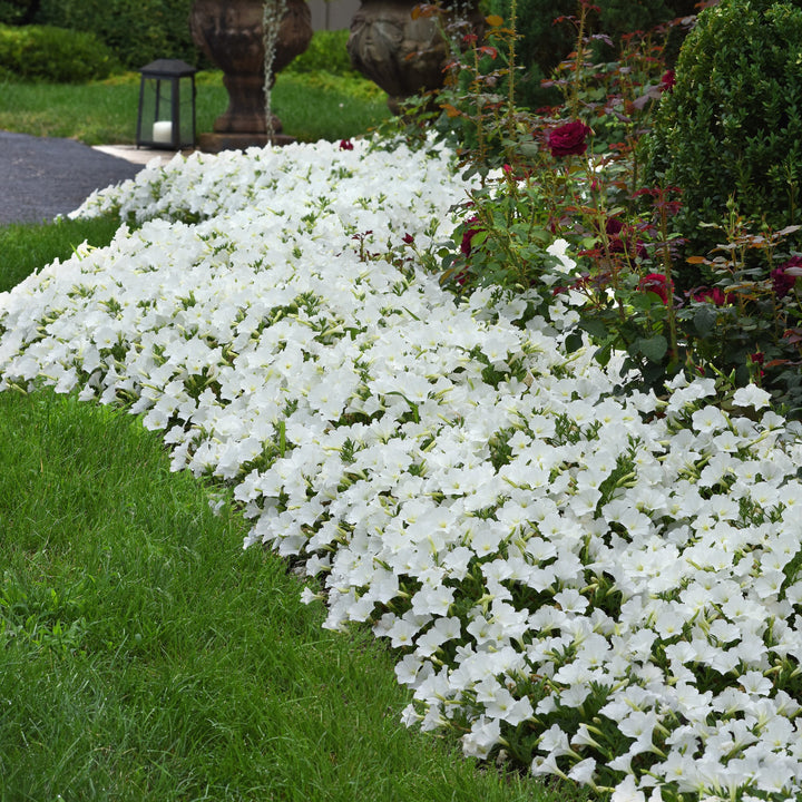 Petunia x 'Balcushite' ~ ColorRush™ White Petunia-ServeScape