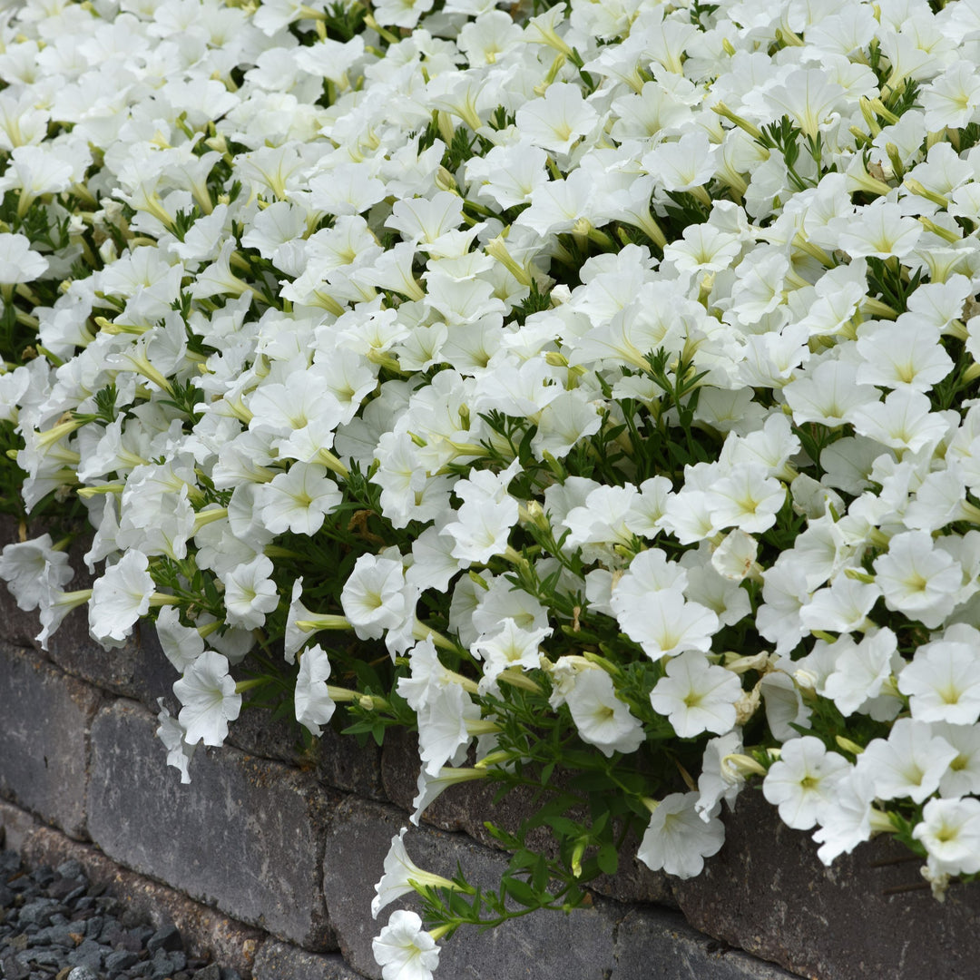 Petunia x 'Balcushite' ~ ColorRush™ White Petunia-ServeScape