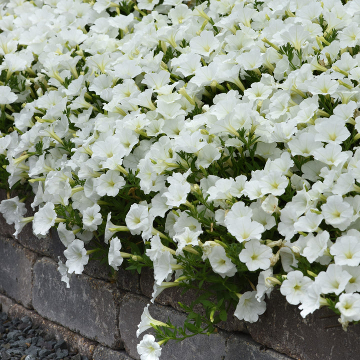 Petunia x 'Balcushite' ~ ColorRush™ White Petunia-ServeScape