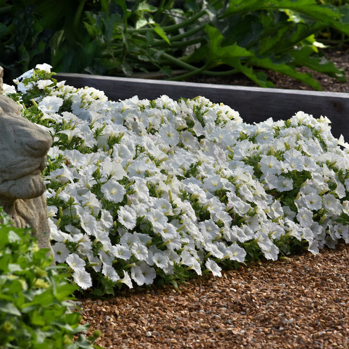 Petunia x 'Balcushite' ~ ColorRush™ White Petunia-ServeScape