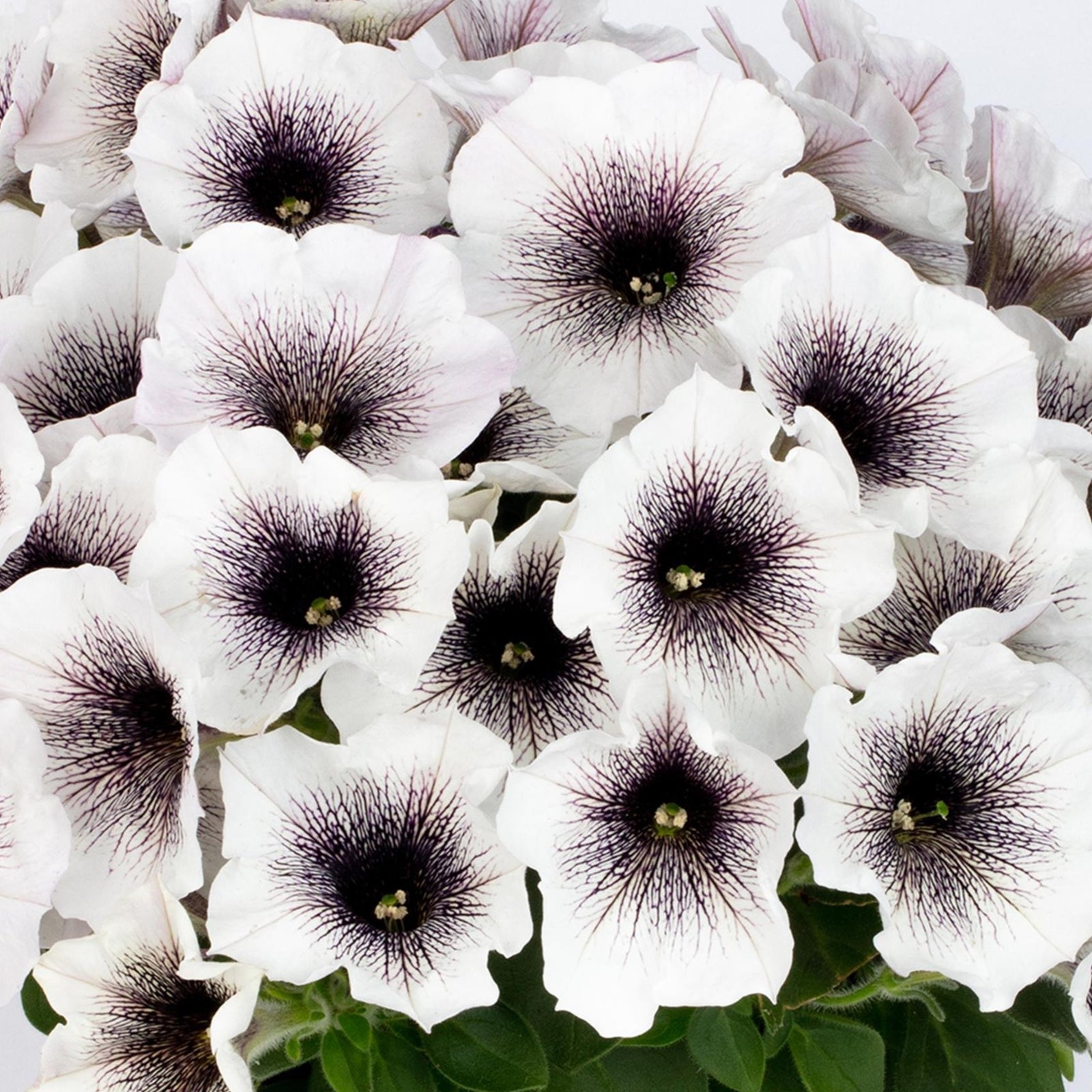 Petunia hybrid 'Crazytunia Black and White’ ~ Crazytunia® Black and White Petunia-ServeScape
