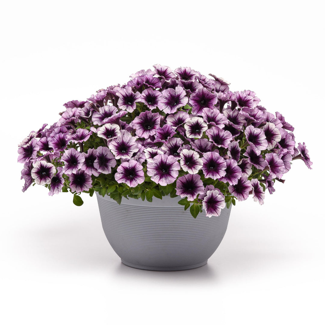 Petunia x 'KLEPH22641' ~ Headliner™ Blackberry Vein Petunia-ServeScape