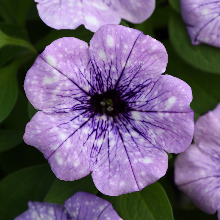 Petunia x 'KLEPH20411' ~ Headliner™ Crystal Sky Petunia-ServeScape