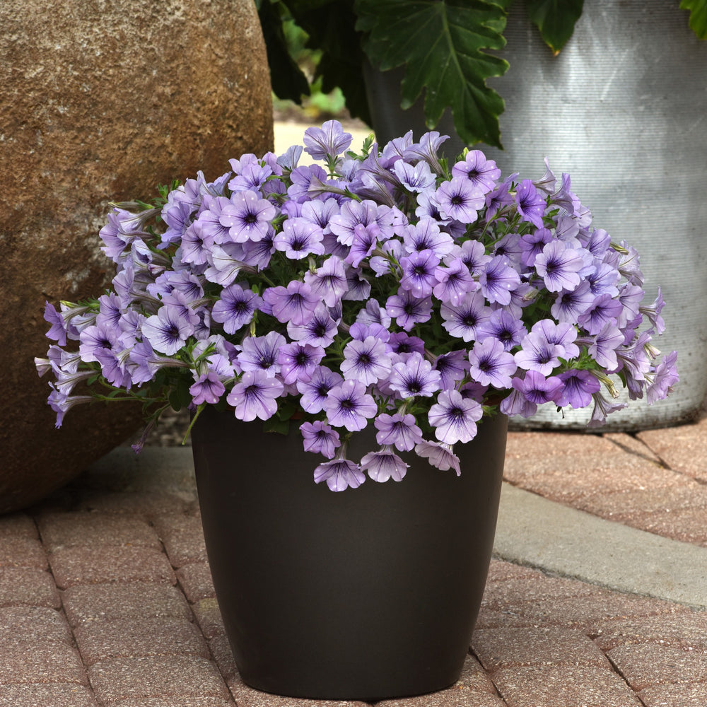 Petunia x 'KLEPH20411' ~ Headliner™ Crystal Sky Petunia-ServeScape