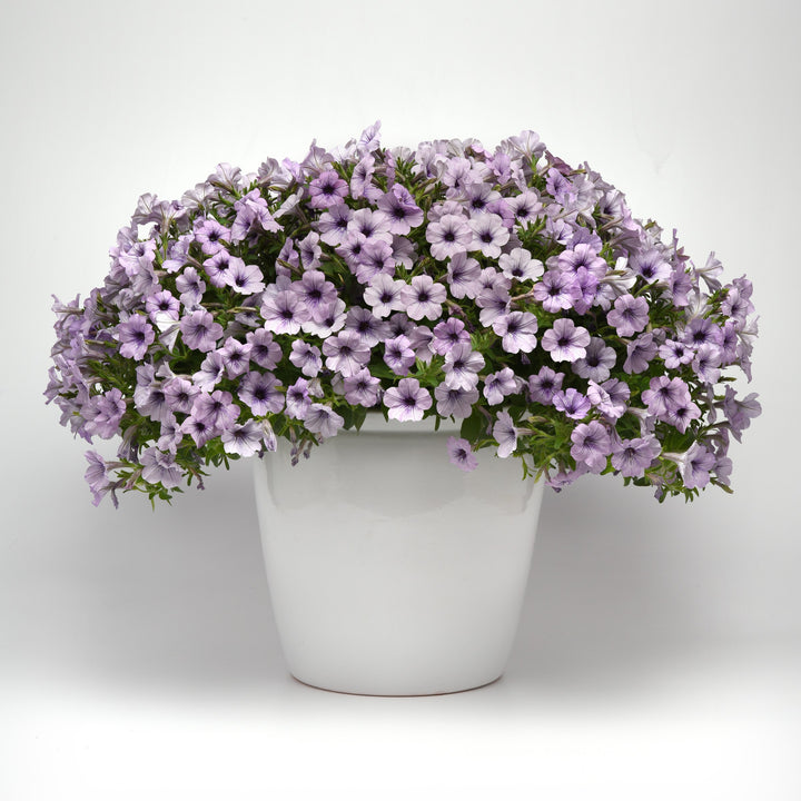 Petunia x 'KLEPH20411' ~ Headliner™ Crystal Sky Petunia-ServeScape