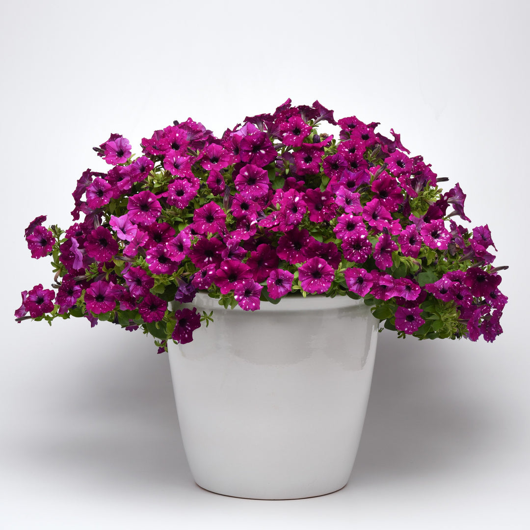 Petunia x 'KLEPH20513' ~ Headliner™ Electric Purple Sky Petunia-ServeScape