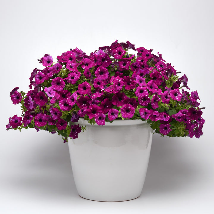 Petunia x 'KLEPH20513' ~ Headliner™ Electric Purple Sky Petunia-ServeScape