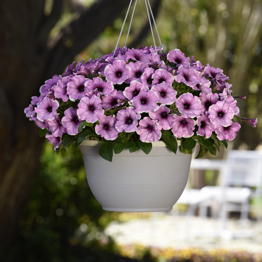 Petunia x 'KLEPH22622' ~ Headliner™ Lavender Picotee Petunia-ServeScape