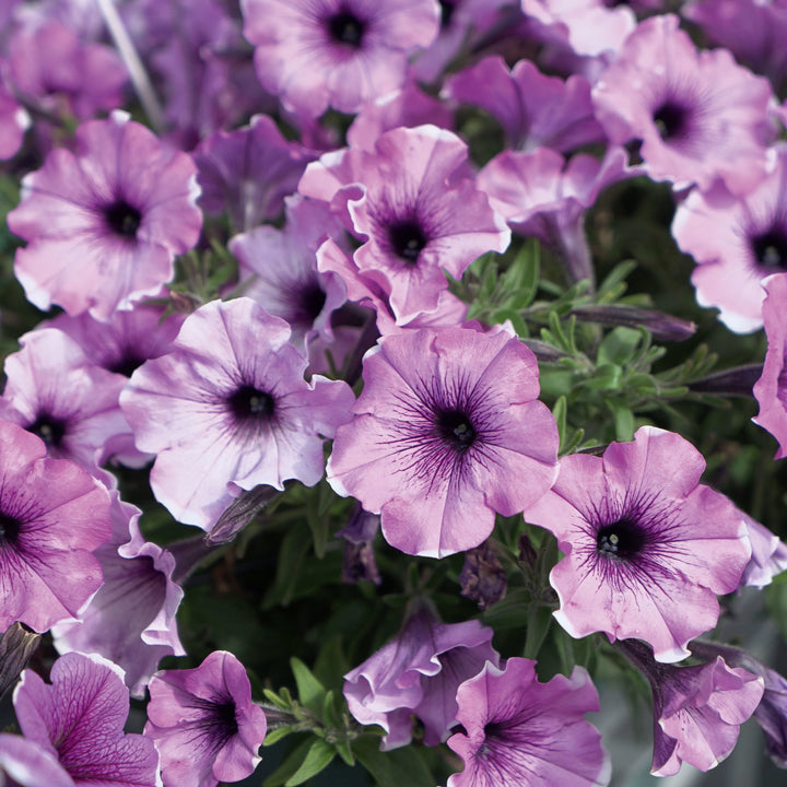 Petunia x 'KLEPH22622' ~ Headliner™ Lavender Picotee Petunia-ServeScape