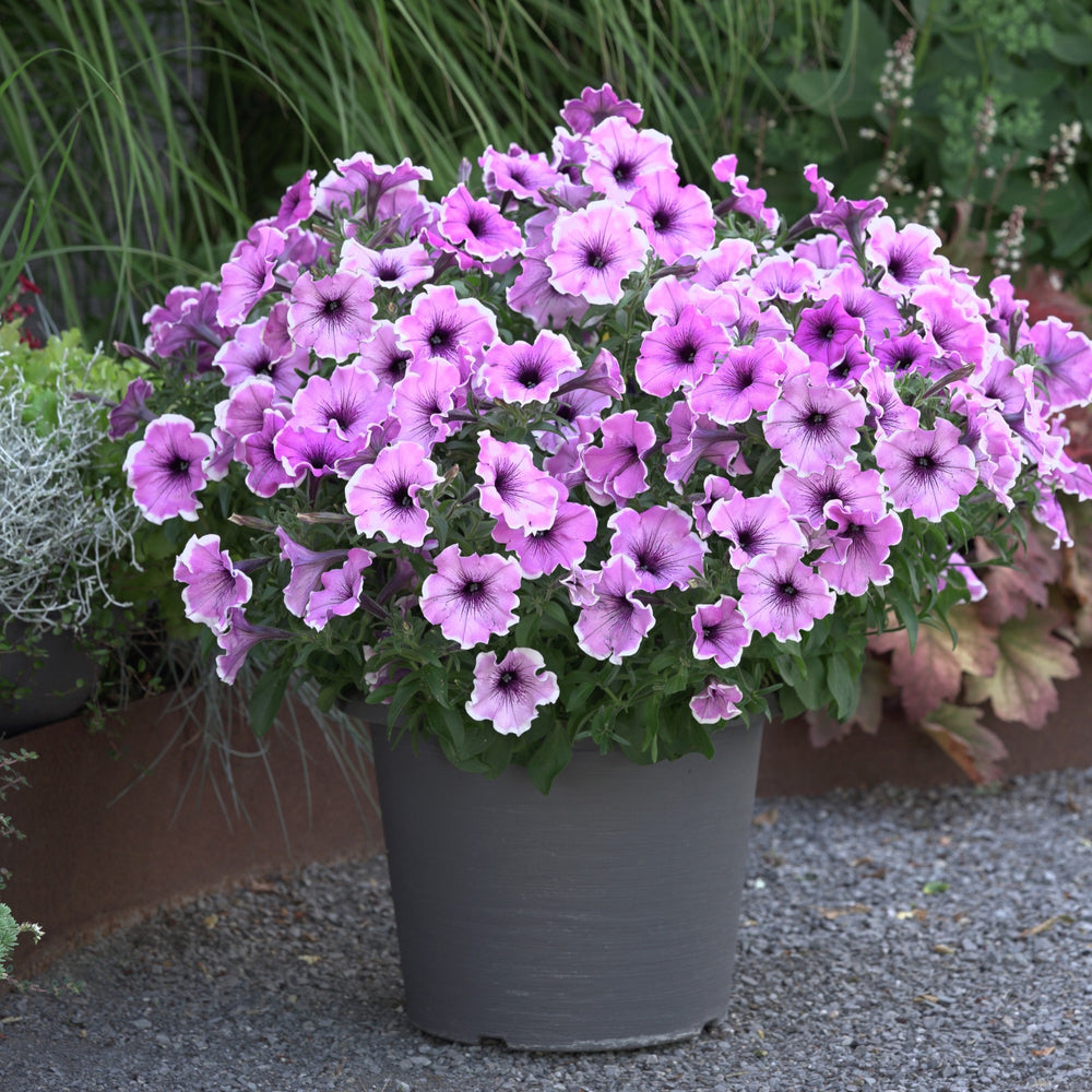 Petunia x 'KLEPH22622' ~ Headliner™ Lavender Picotee Petunia-ServeScape