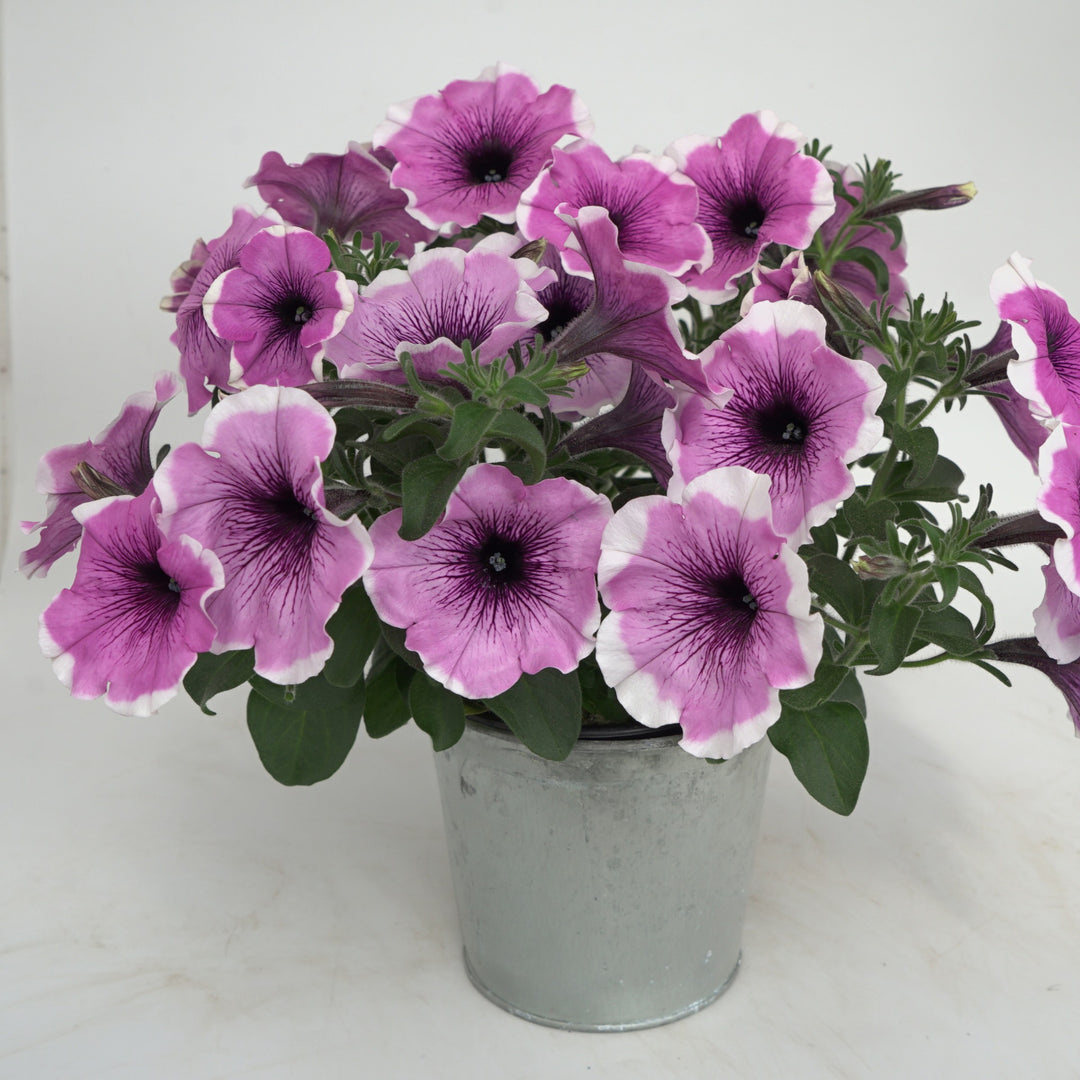 Petunia x 'KLEPH22622' ~ Headliner™ Lavender Picotee Petunia-ServeScape