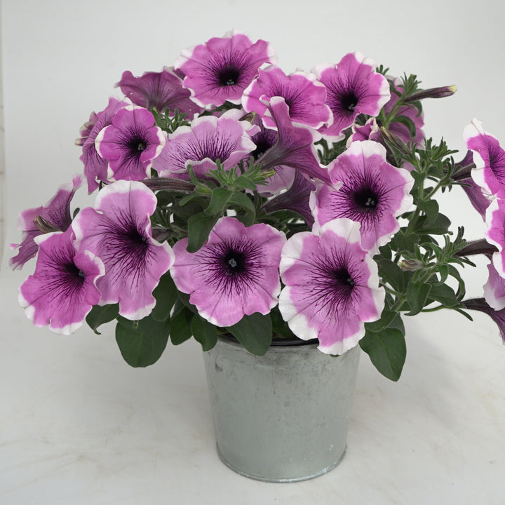 Petunia x 'KLEPH22622' ~ Headliner™ Lavender Picotee Petunia-ServeScape
