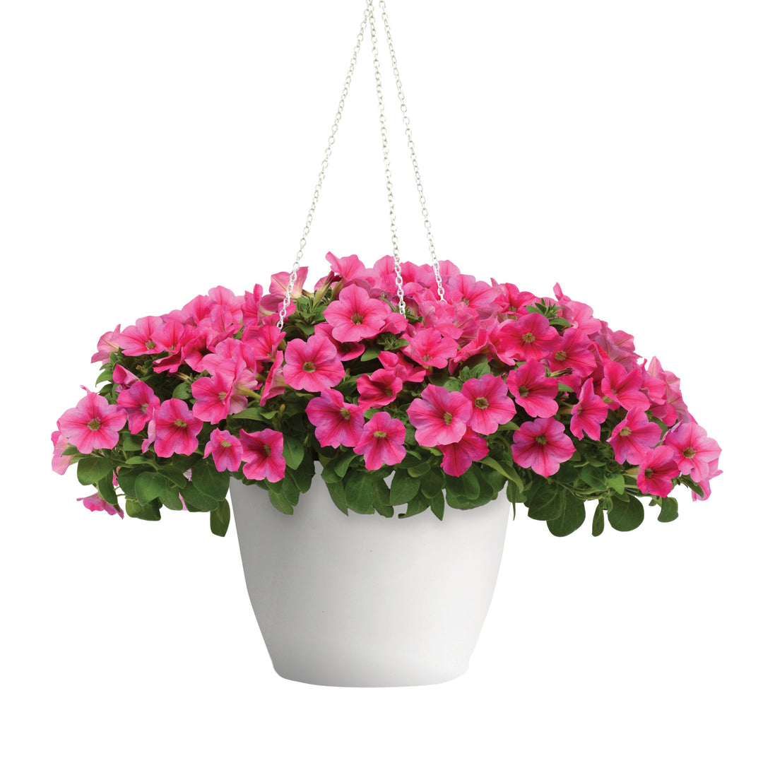 Petunia x 'KLEPH17318' ~ Headliner™ Lipstick Petunia-ServeScape