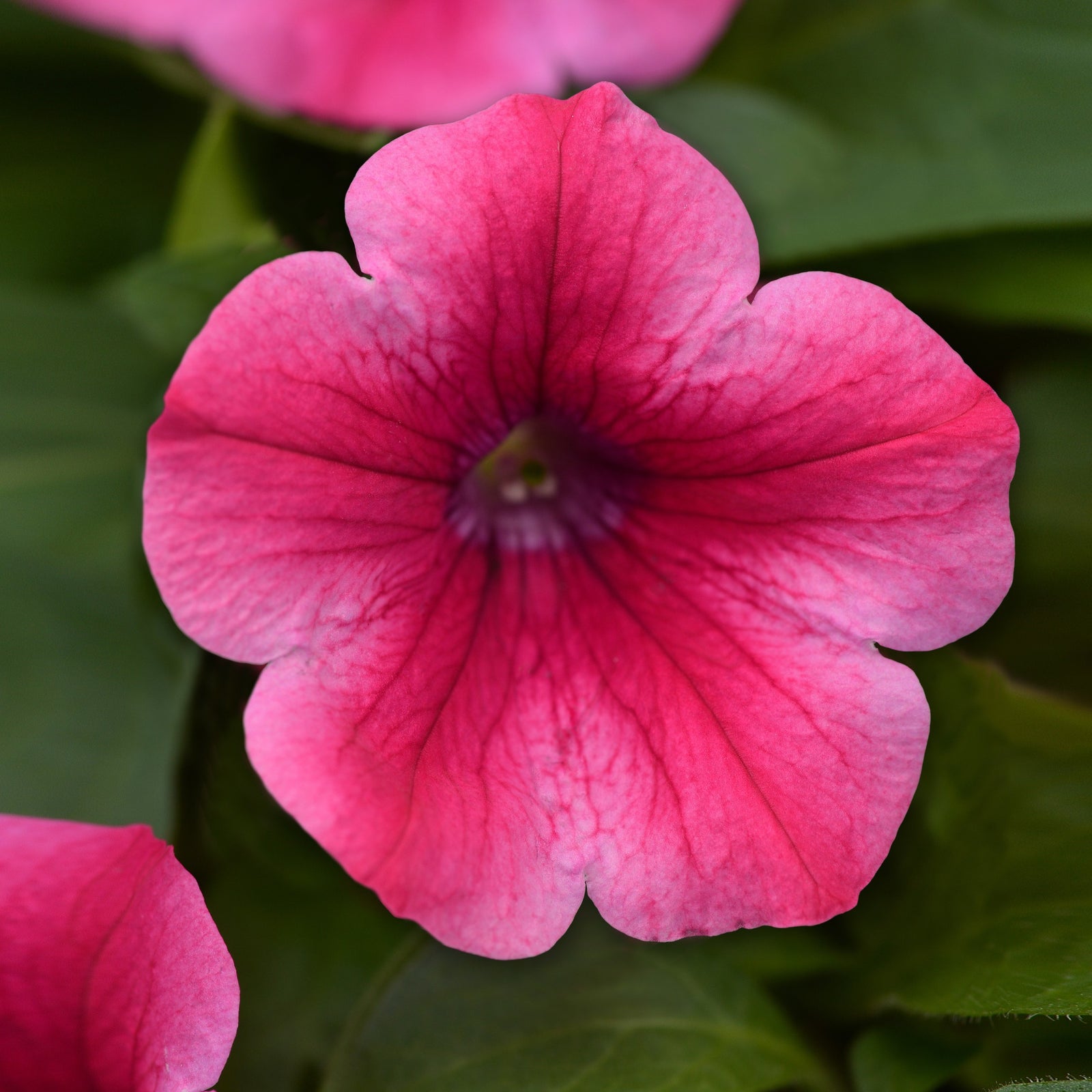 Petunia x 'KLEPH17318' ~ Headliner™ Lipstick Petunia-ServeScape