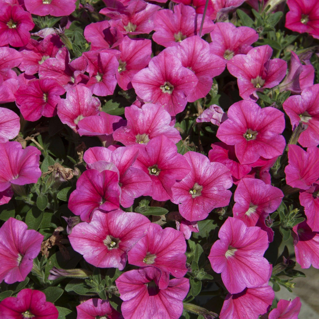 Petunia x 'KLEPH17318' ~ Headliner™ Lipstick Petunia-ServeScape