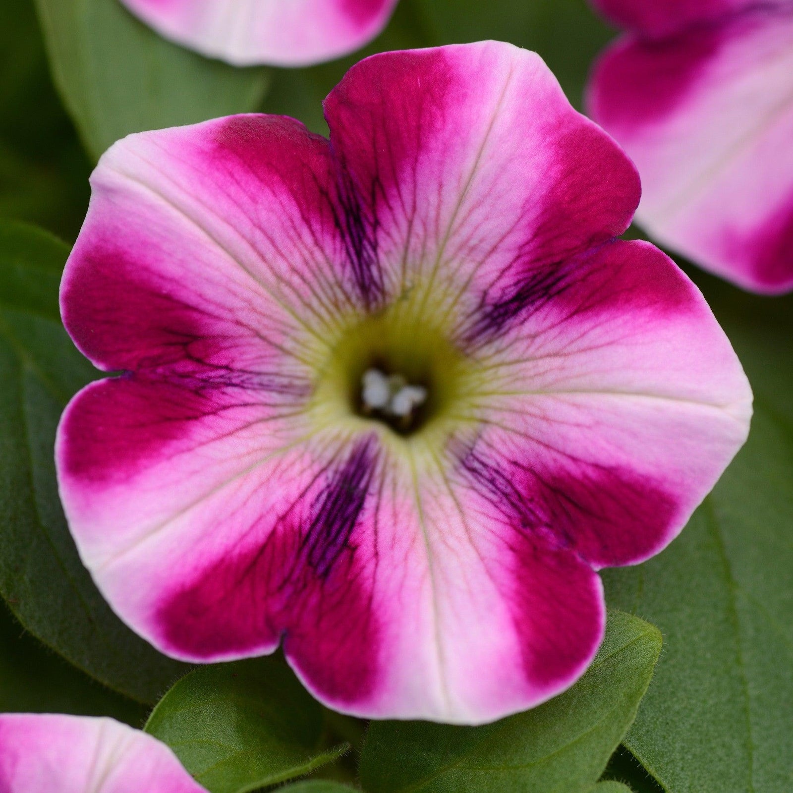 Petunia x 'KLEPH19198' ~ Headliner™ Raspberry Swirl Petunia-ServeScape