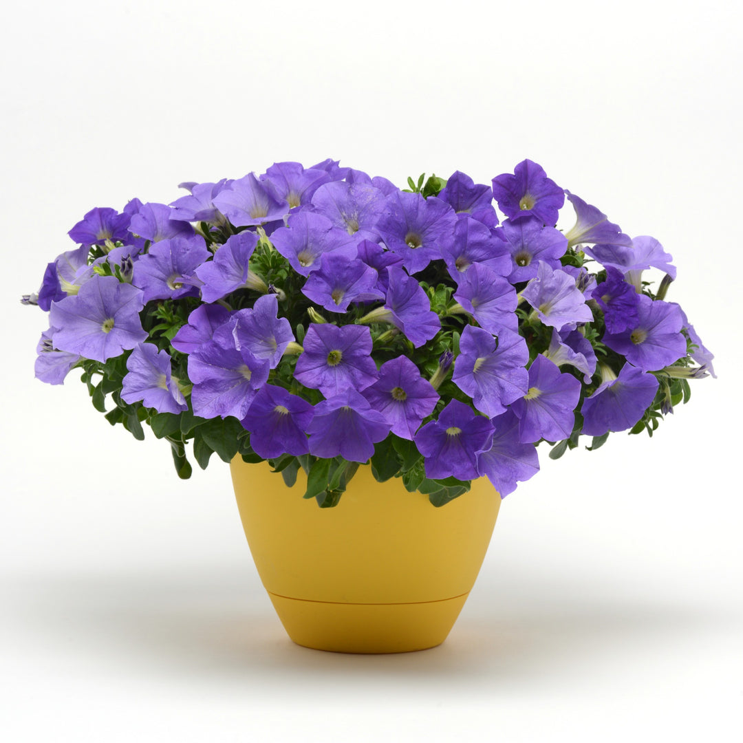 Petunia x 'KLEPH14245' ~ Headliner™ Sky Blue Petunia-ServeScape