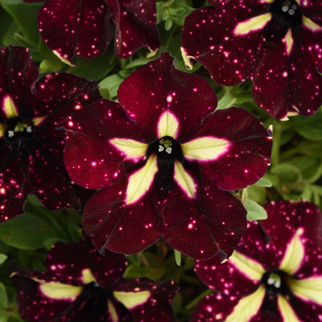 Petunia x 'KLEPH18389' ~ Headliner™ Starry Sky Burgundy Petunia-ServeScape