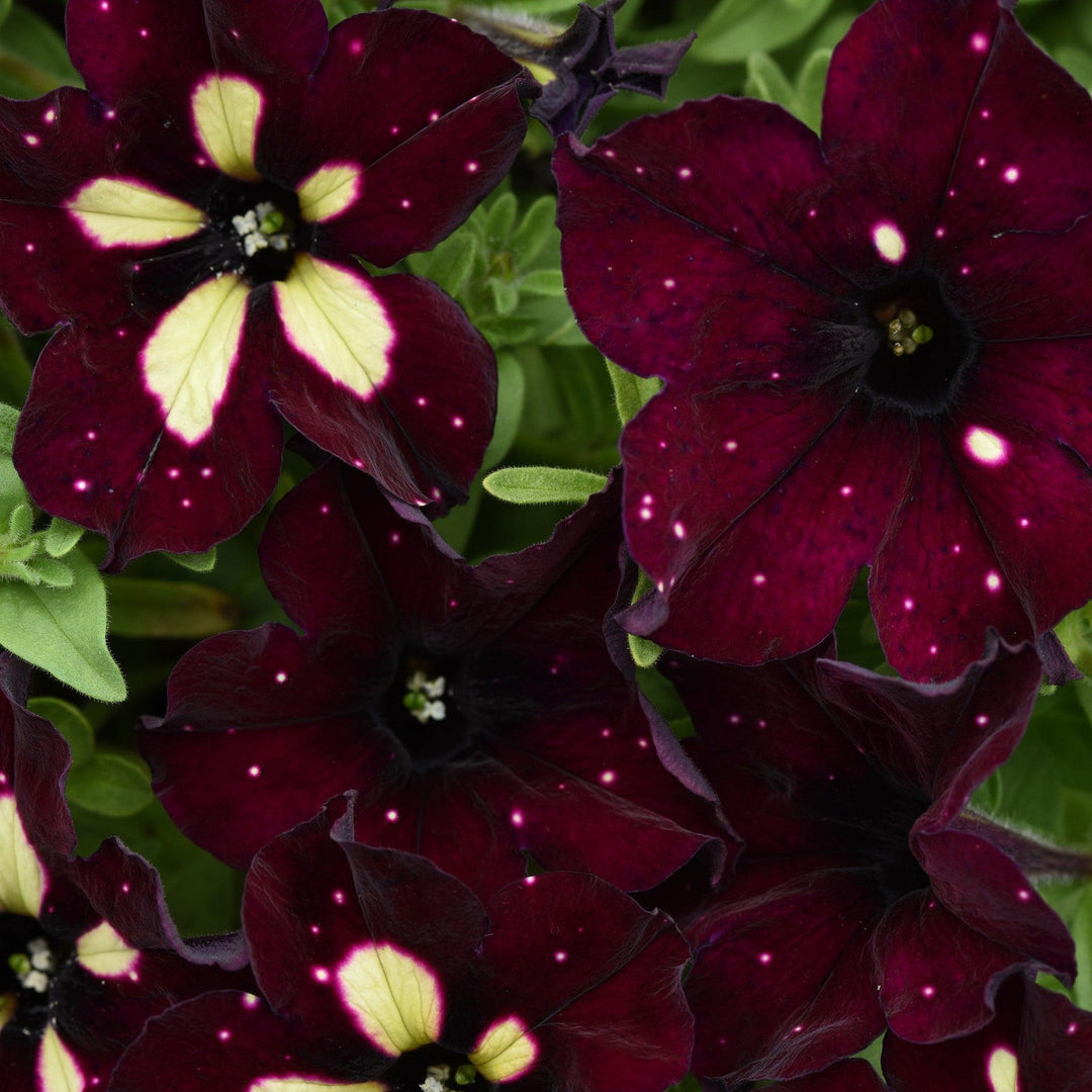 Petunia x 'KLEPH18389' ~ Headliner™ Starry Sky Burgundy Petunia-ServeScape