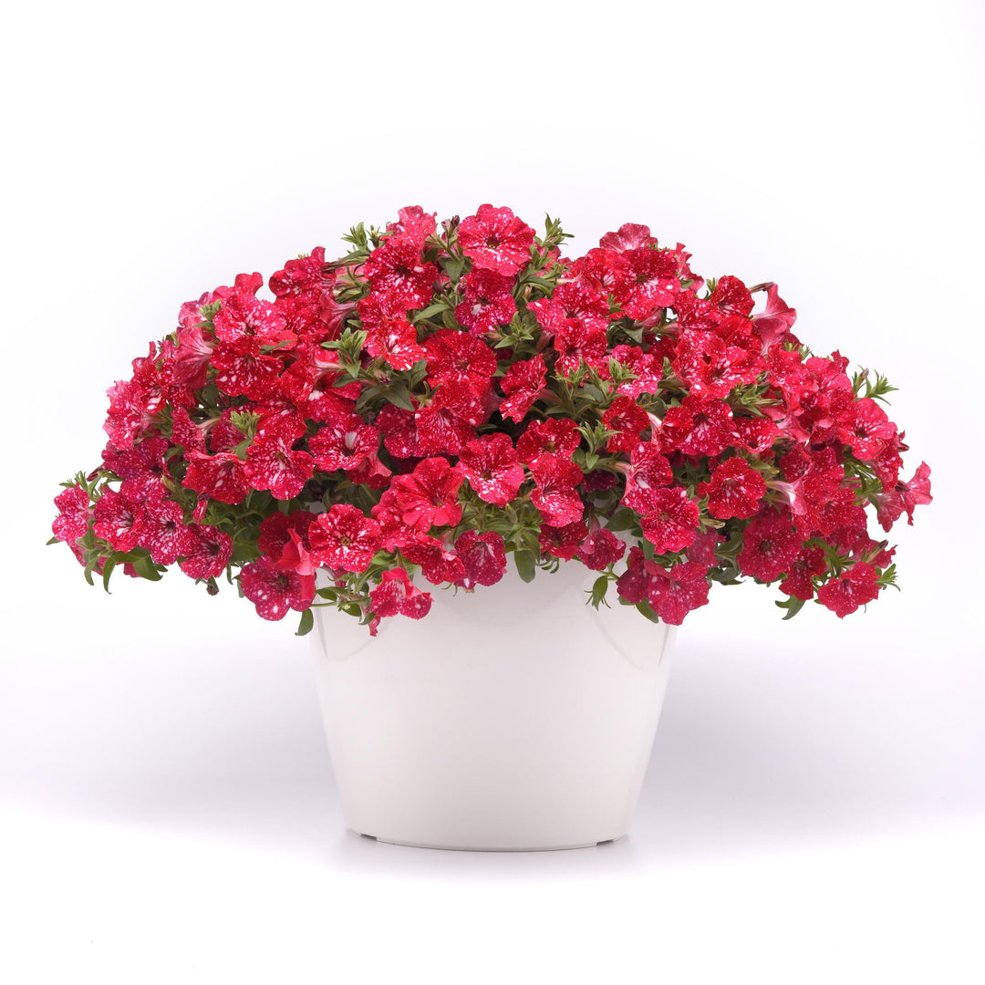 Petunia x 'KLEPH22668' ~ Headliner™ Strawberry Sky Petunia-ServeScape