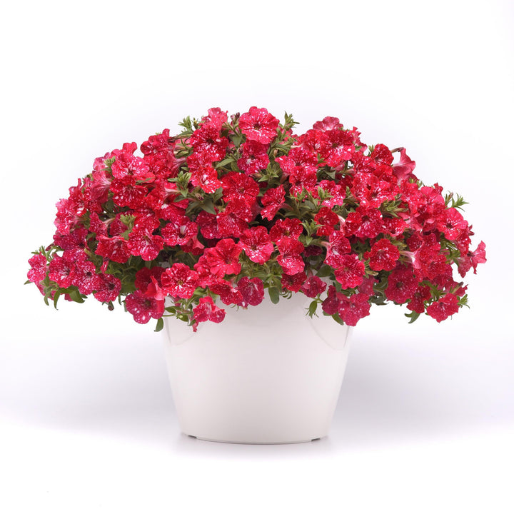 Petunia x 'KLEPH22668' ~ Headliner™ Strawberry Sky Petunia-ServeScape