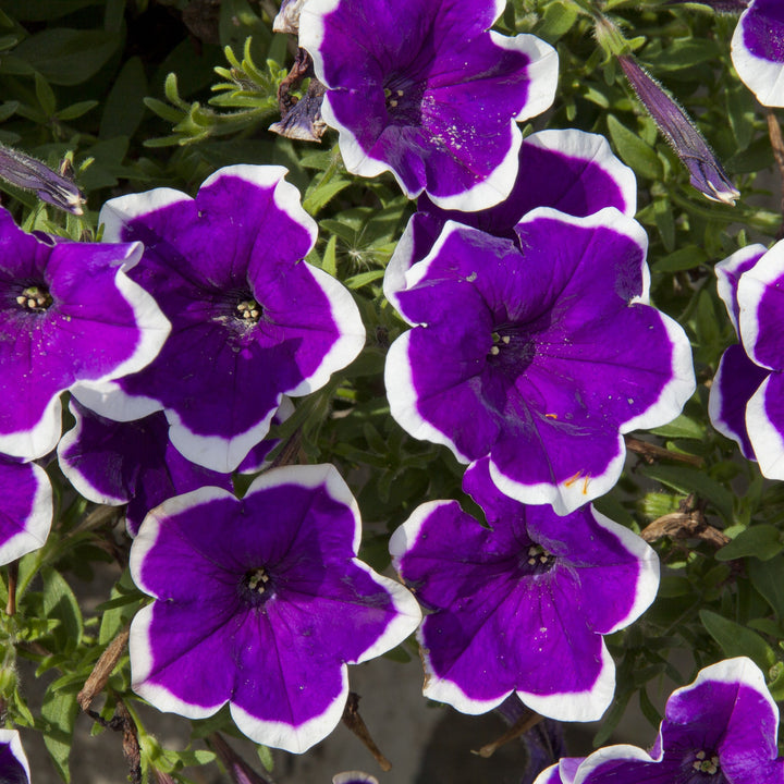 Petunia x 'KLEPH19120' ~ Headliner™ Deep Violet Picotee Petunia-ServeScape