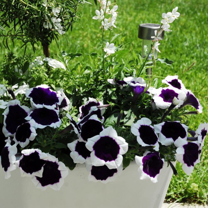 Petunia x 'KLEPH19120' ~ Headliner™ Deep Violet Picotee Petunia-ServeScape