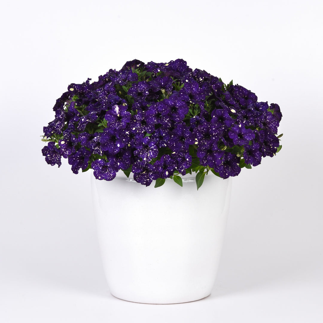 Petunia x 'KLEPH23780' ~ Headliner™ Violet Sky Petunia-ServeScape
