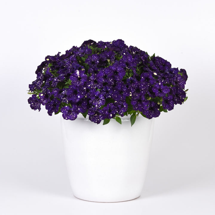 Petunia x 'KLEPH23780' ~ Headliner™ Violet Sky Petunia-ServeScape