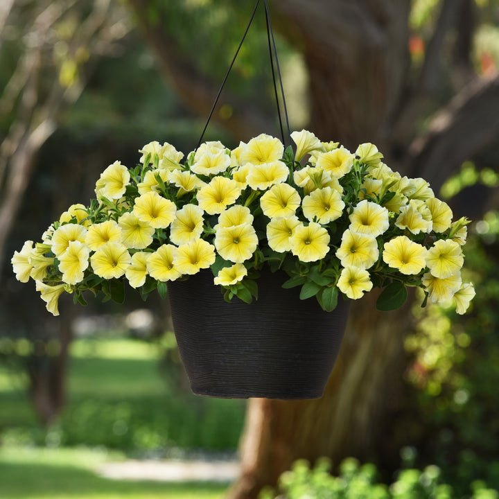 Petunia x 'Bee's Knees' ~ Bee's Knees Petunia-ServeScape