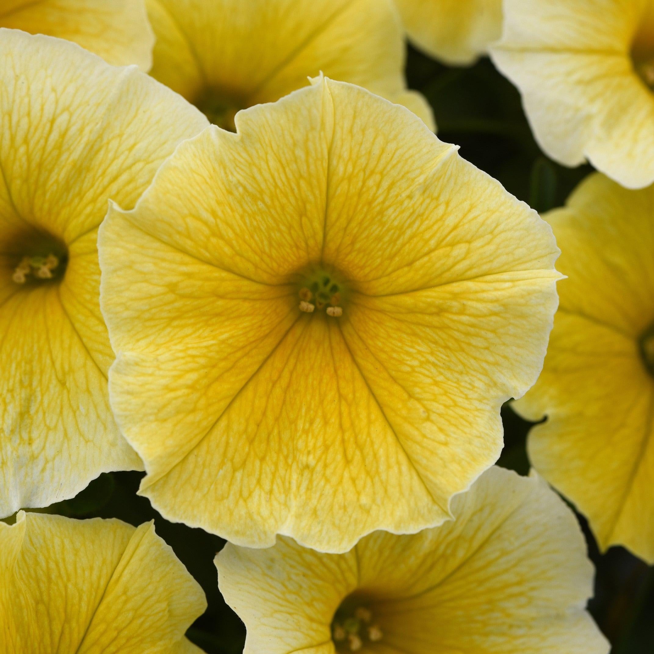 Petunia x 'Bee's Knees' ~ Bee's Knees Petunia-ServeScape