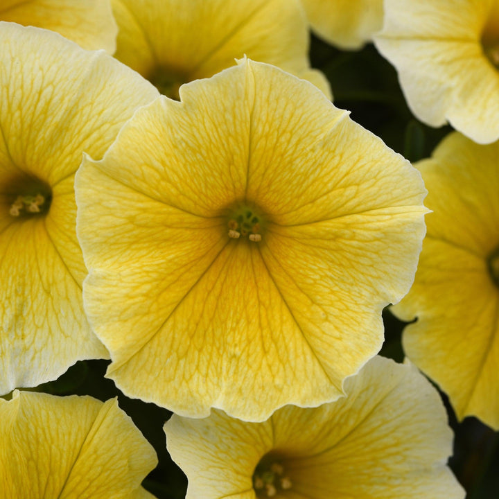 Petunia x 'Bee's Knees' ~ Bee's Knees Petunia-ServeScape