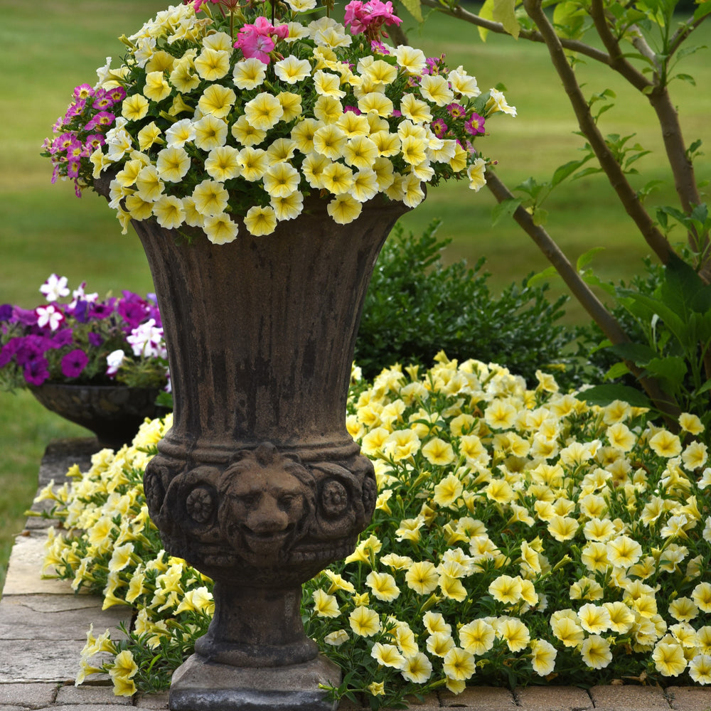 Petunia x 'Bee's Knees' ~ Bee's Knees Petunia-ServeScape
