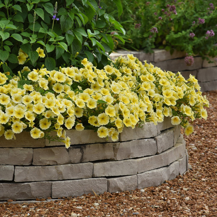 Petunia x 'Bee's Knees' ~ Bee's Knees Petunia-ServeScape