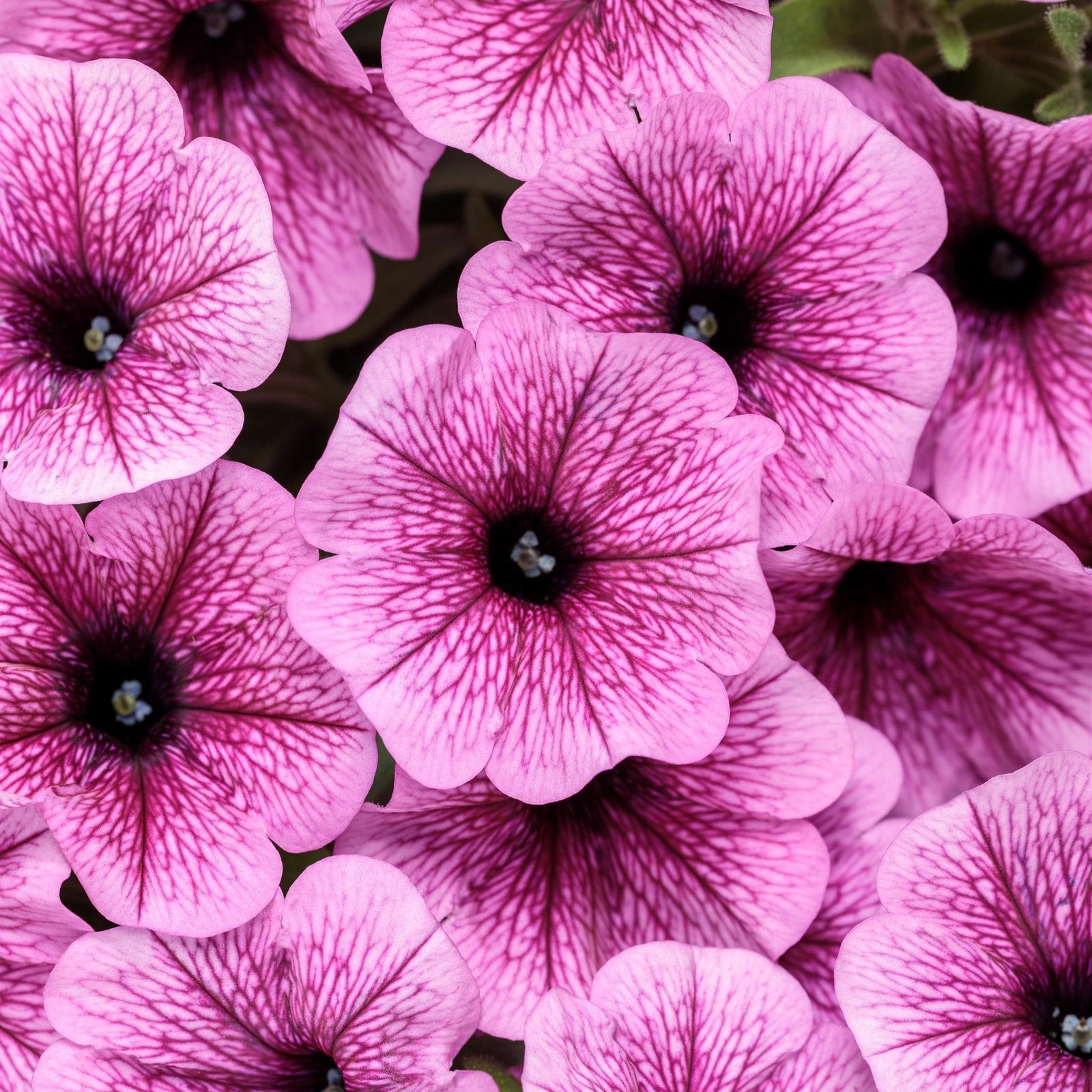 Petunia hybrid 'WGPETSMVPV25' ~ PW® Supertunia Mini Vista® Plum Vein Petunia-ServeScape