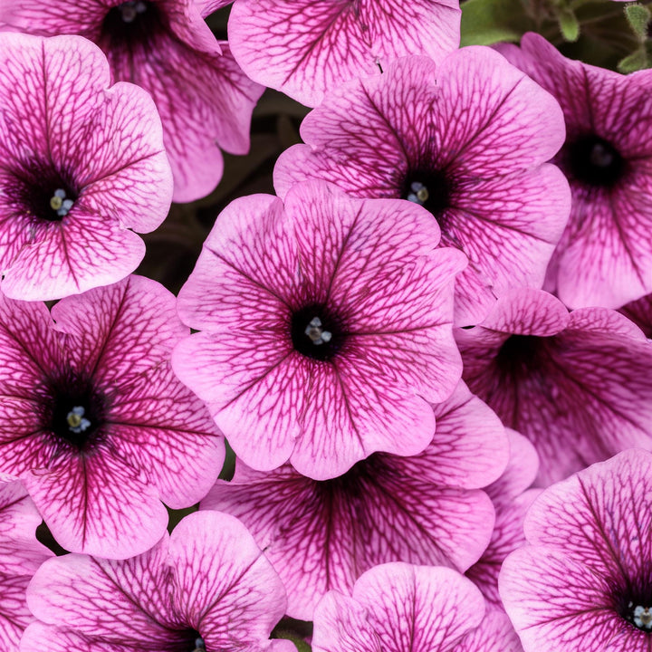 Petunia hybrid 'WGPETSMVPV25' ~ PW® Supertunia Mini Vista® Plum Vein Petunia-ServeScape