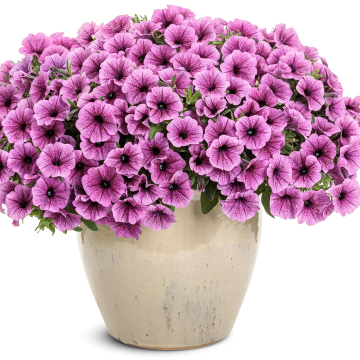 Petunia hybrid 'WGPETSMVPV25' ~ PW® Supertunia Mini Vista® Plum Vein Petunia-ServeScape